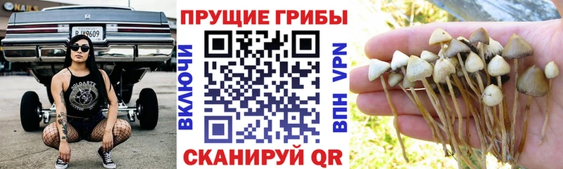 Псилоцибиновые грибы мицелий  продажа наркотиков  Зуевка 